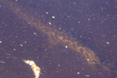 Lepisosteus oculatus