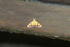 Isocentris filalis