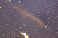 Lepisosteus oculatus