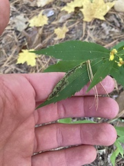 Nemorimyza posticata