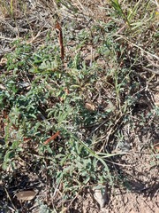 Desmanthus velutinus