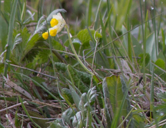 Primula veris macrocalyx
