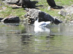 Chroicocephalus serranus