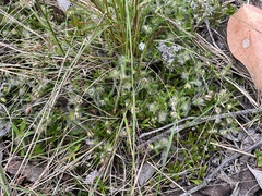 Xanthosia huegelii