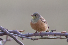 Emberiza hortulana