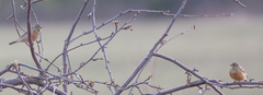 Emberiza hortulana