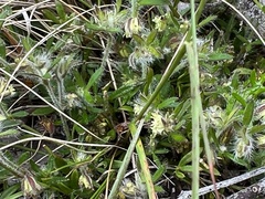 Xanthosia huegelii