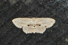 Scopula annularia