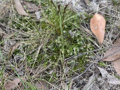 Xanthosia huegelii