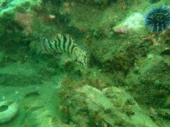 Oxylebius pictus