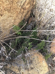 Myriopteris clevelandii