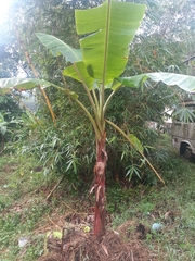 Musa × paradisiaca