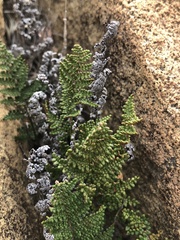 Myriopteris clevelandii