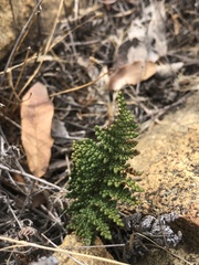 Myriopteris clevelandii