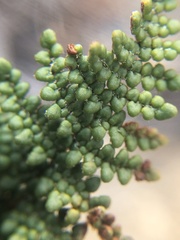 Myriopteris clevelandii