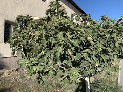 Ficus carica