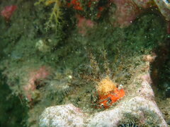 Lissothuria nutriens