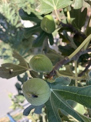 Ficus carica