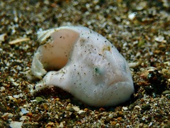 Antennarius striatus