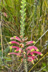 Erica densifolia