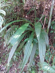 Calanthe formosana