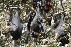 Pteropus poliocephalus