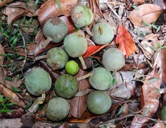 Elaeocarpus bancroftii