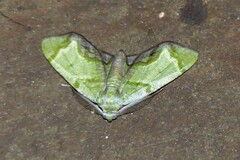 Achrosis