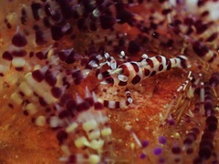 Periclimenes colemani