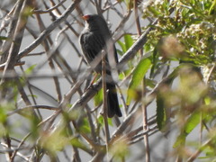 Catamenia