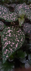 Hypoestes phyllostachya