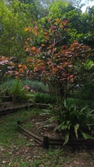 Euphorbia cotinifolia