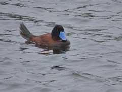 Oxyura ferruginea