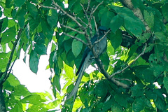 Dicrurus leucophaeus