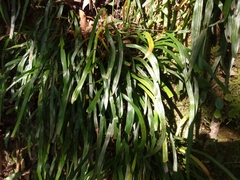 Haplopteris anguste-elongata