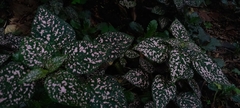 Hypoestes phyllostachya