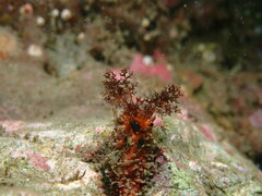 Pachythyone rubra