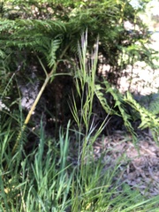 Festuca bromoides