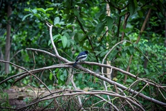 Copsychus saularis