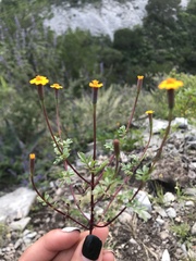 Tagetes moorei