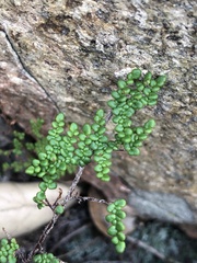 Myriopteris clevelandii