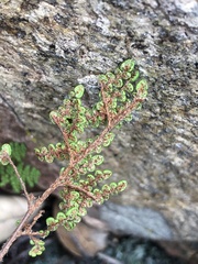 Myriopteris clevelandii