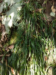 Haplopteris anguste-elongata