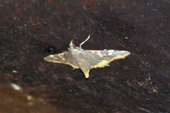 Prophantis adusta
