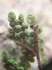 Myriopteris clevelandii