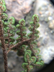 Myriopteris clevelandii