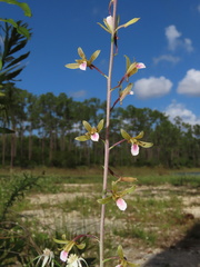 Eulophia graminea