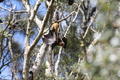 Pteropus poliocephalus