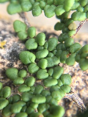 Myriopteris clevelandii