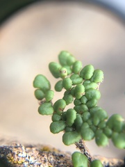 Myriopteris clevelandii